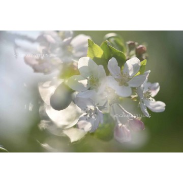 Softfocus fotobehang fotowand Bloeiende appelbloesem  Betuwe Softfocus fotobehang fotowand Bloeiende appelbloesem  Betuwe