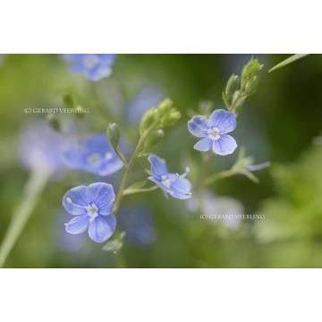 Softfocus fotowand fotobehang bloeiende Erepijs Softfocus fotowand fotobehang bloeiende Erepijs