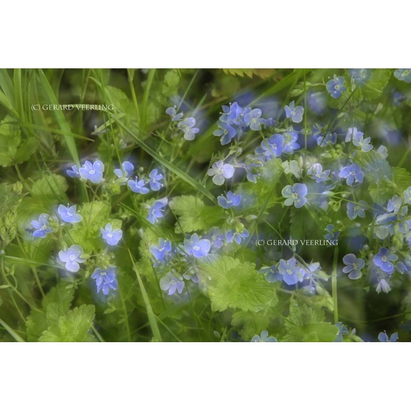 Softfocus fotowand fotobehang bloeiende Erepijs