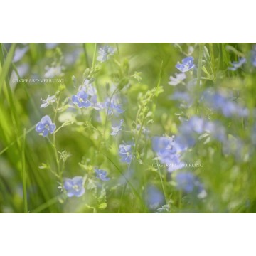 Softfocus fotowand fotobehang bloeiende Erepijs Softfocus fotowand fotobehang bloeiende Erepijs