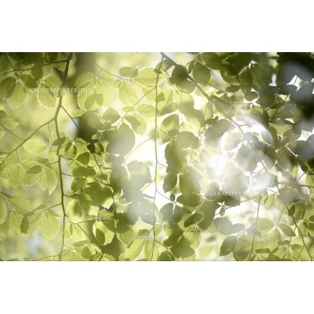 Lichtgroene Beukenbladeren waar het zonlicht doorheen schijn speciaal voor fotowanden en fotobehang