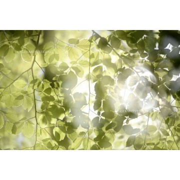 Lichtgroene Beukenbladeren waar het zonlicht doorheen schijn speciaal voor fotowanden en fotobehang Lichtgroene Beukenbladeren waar het zonlicht doorheen schijn speciaal voor fotowanden en fotobehang