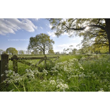 Fotowand fotobehang boerenhek in weiland 's Heerenberg. fotowandenshop.nl Fotowand fotobehang boerenhek in weiland 's Heerenberg. fotowandenshop.nl