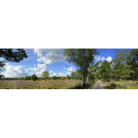 fotowandenshop fotocollectie voor fotowanden en fotobehang. paarse heide planken wambuis ede veluwe