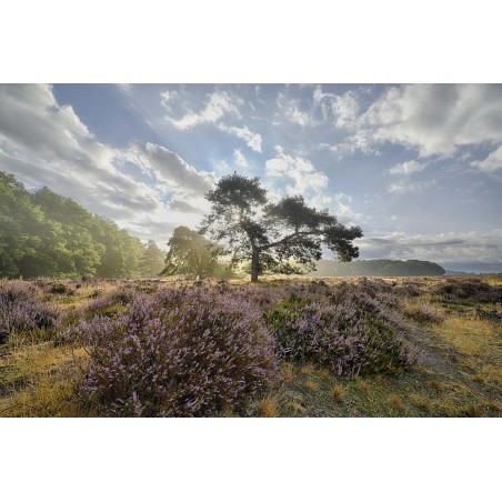 Fotocollectie fotowanden fotobehang fotowandenshop zonsopgang paarse heide veluwe Fotocollectie fotowanden fotobehang fotowandenshop zonsopgang paarse heide veluwe