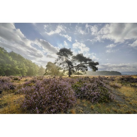 Fotocollectie fotowanden fotobehang fotowandenshop zonsopgang paarse heide veluwe