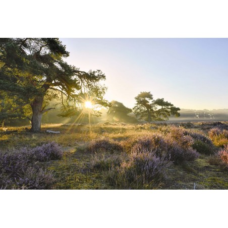 Fotocollectie fotowanden fotobehang fotowandenshop zonsopgang paarse heide veluwe