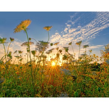 Fotowand fotobehang natuurfotowand van schermbloemen in het licht van de avondzon Gerard Veerling Fotowand fotobehang natuurfotowand van schermbloemen in het licht van de avondzon Gerard Veerling