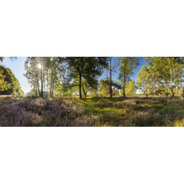 Fotowand bloeiende heide langs bosrand met zonsopgang