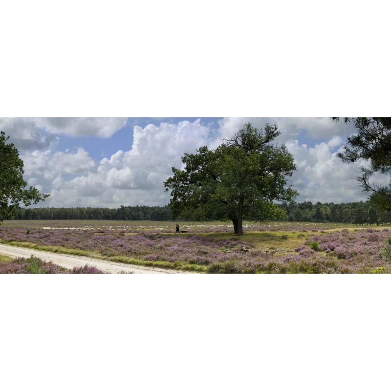 Fotowand paarse heide met schaapskudde en herder