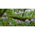 Fotowand wanddecoratie fotobehang muurposter natuurfoto natuur veluwe bos Staverdense beek. Gerard Veerling Fotowandenshop.nl