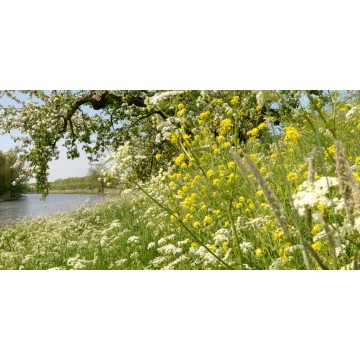 Appeldijkje Betuwe hollands fotobehang fotowand natuurfotowand gerard veerling fotowandenshop.nl Appeldijkje Betuwe hollands fotobehang fotowand natuurfotowand gerard veerling fotowandenshop.nl