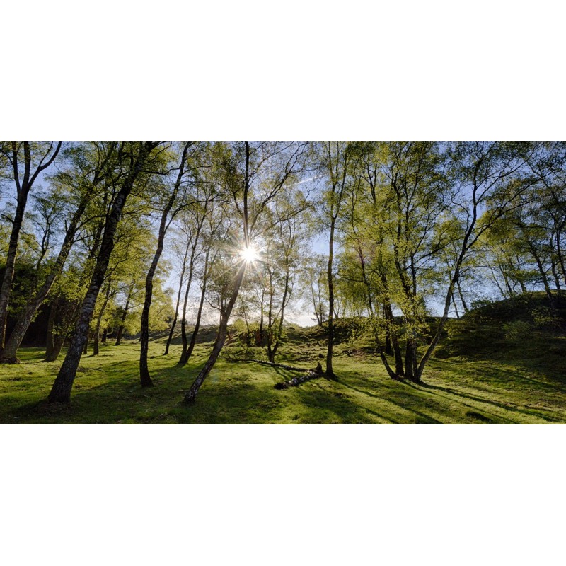 Bos Veluwe Fotowand wanddecoratie fotobehang muurposter natuurfoto gerard veerling fotowandenshop.nl