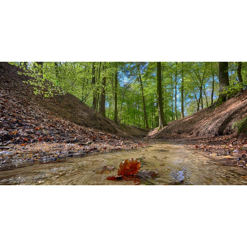 Fotowand fotobehang muurposter Beukenbos met bosbeek fotowandenshop.nl