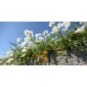 Fotowand bloemen akkerhorn wanddecoratie fotobehang muurposter natuurfoto natuurfotowand gerard veerling 