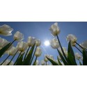witte Tulpen in de zon hollands fotobehang fotowand natuurfotowand gerard veerling fotowandenshop.nl