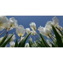 witte tulpen hollands fotobehang fotowand natuurfotowand gerard veerling fotowandenshop.nl