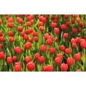 veld met rode tulpen hollands fotobehang fotowand natuurfotowand gerard veerling fotowandenshop.nl