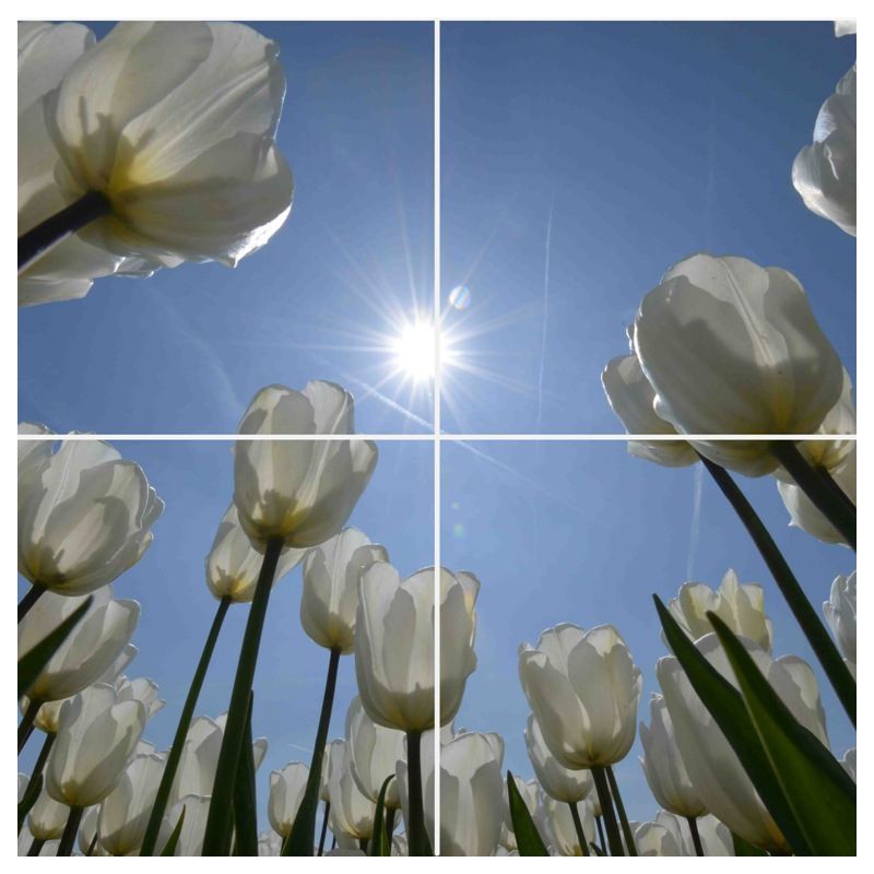 Fotoplafond witte Tulpen. Fotowandenshop.nl