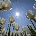 Fotoplafond witte Tulpen. Fotowandenshop.nl