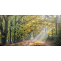  Fotowand herfstlaantje herfst bos zonnestralen veluwe wanddecoratie fotobehang muurposter natuurfoto natuurfotowand veerling