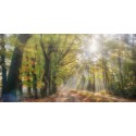 Sfeervol fotobehang van herfstlaantje op de Veluwe. Kies uit onze topcollectie Nederlandse natuurfoto's voor de mooiste fotowand