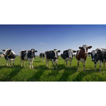 Fotowand nieuwsgierige koeien op een rij fotowandenshop.nl