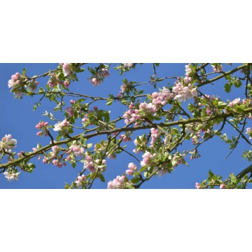 Bloesemtakken tegen blauwe lucht fotowand hollands fotobehang natuurfotowand gerard veerling fotowandenshop.nl Bloesemtakken tegen blauwe lucht fotowand hollands fotobehang natuurfotowand gerard veerling fotowandenshop.nl