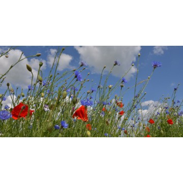 klaprozen hollands fotobehang fotowand natuurfotowand gerard veerling fotowandenshop.nl klaprozen hollands fotobehang fotowand natuurfotowand gerard veerling fotowandenshop.nl
