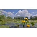 bloeiende gele plomp hollands fotobehang fotowand natuurfotowand gerard veerling fotowandenshop.nl