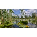 Bloeiende waterplaten Gele Plomp hollands fotobehang fotowand natuurfotowand gerard veerling fotowandenshop.nl