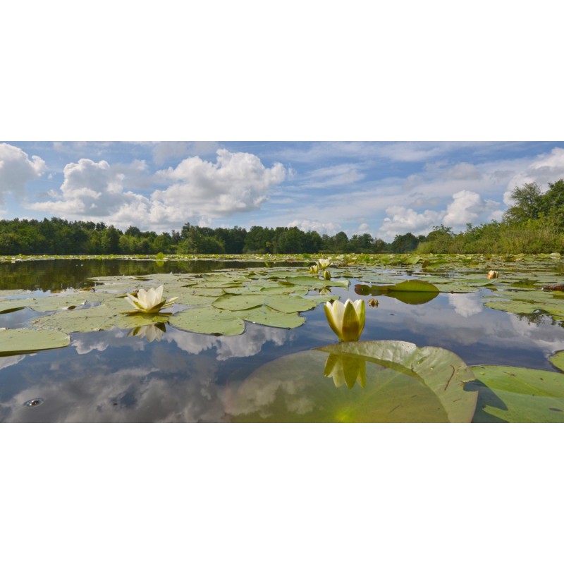 bloeiende waterlelies hollands fotobehang fotowand natuurfotowand gerard veerling fotowandenshop.nl