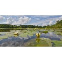 bloeiende waterlelies hollands fotobehang fotowand natuurfotowand gerard veerling fotowandenshop.nl